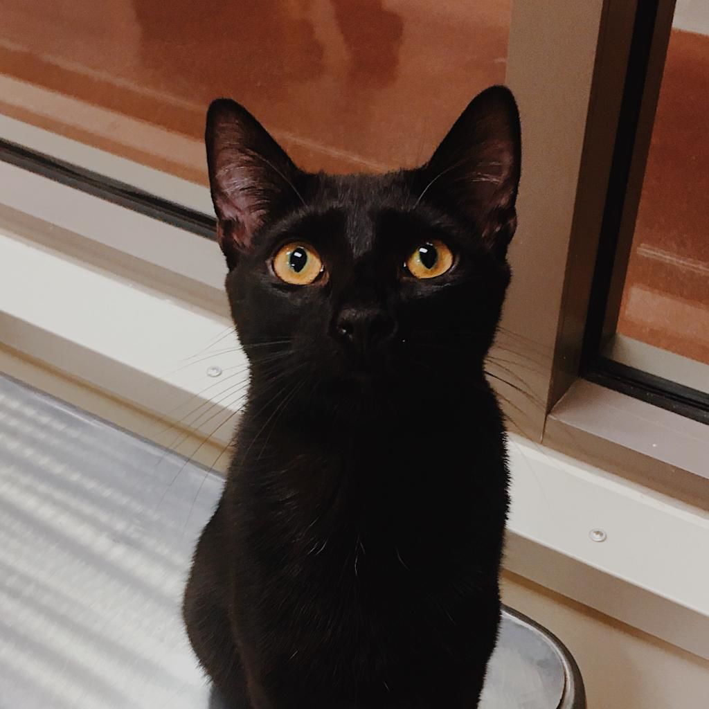 Lucifurr